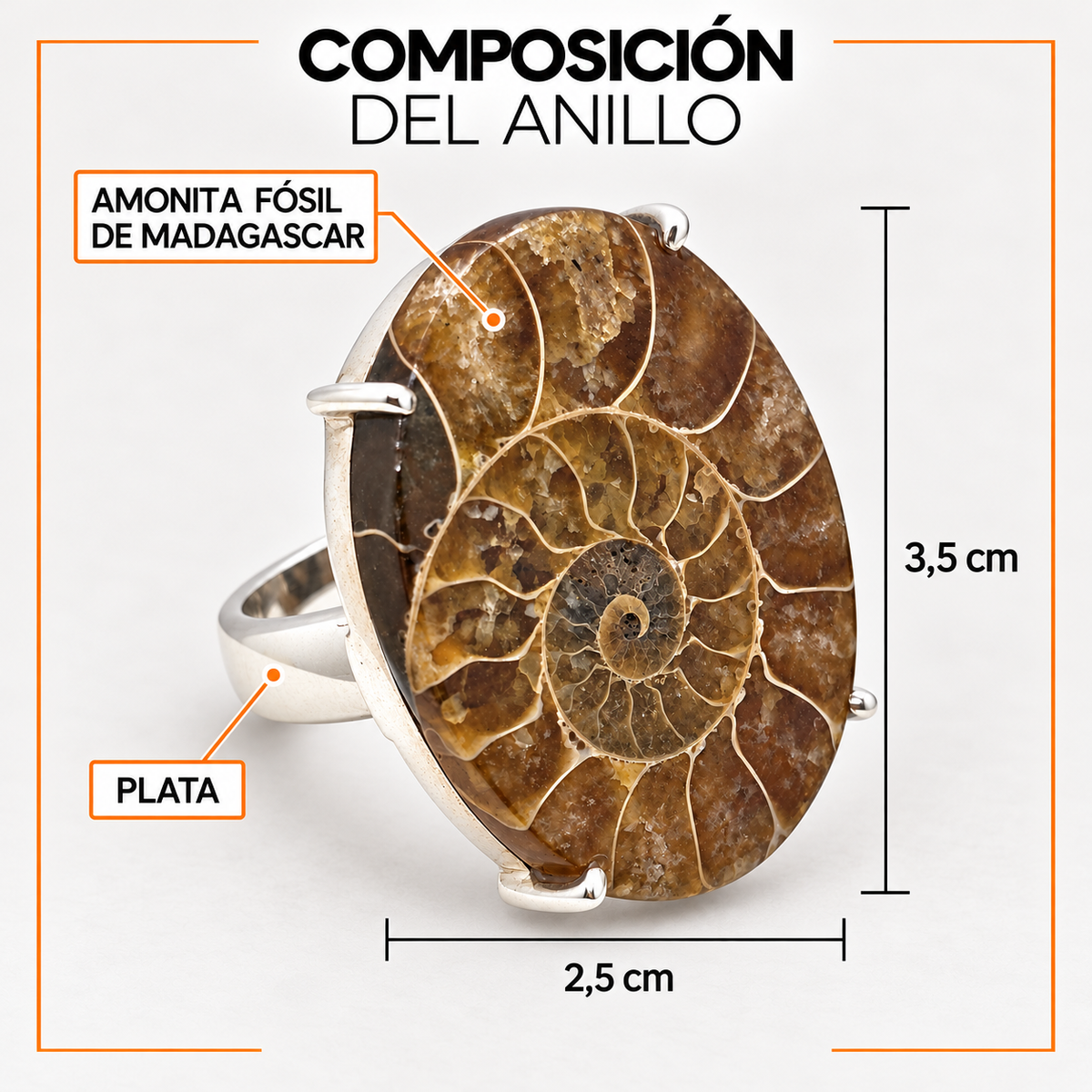 Composición del Anillo Madagascar: plata y amonita fósil de Madagascar de 3,5 cm de largo por 2,5 cm de ancho.